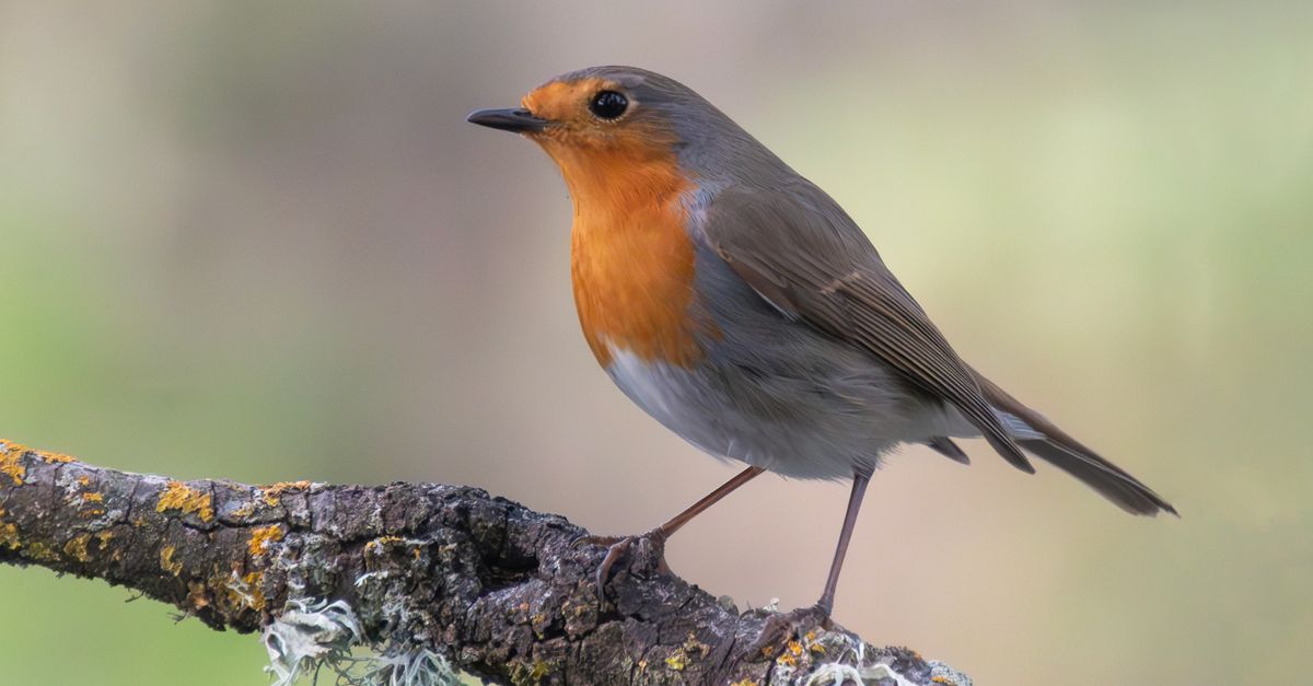 Robin In Nature American Robin in Nature · Free Stock Photo