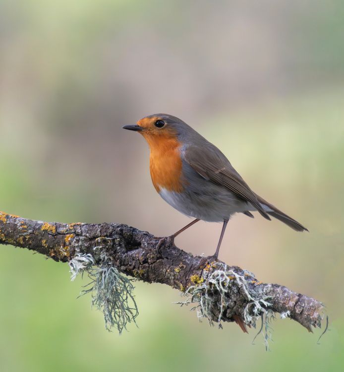 Robin In Nature American Robin in Nature · Free Stock Photo