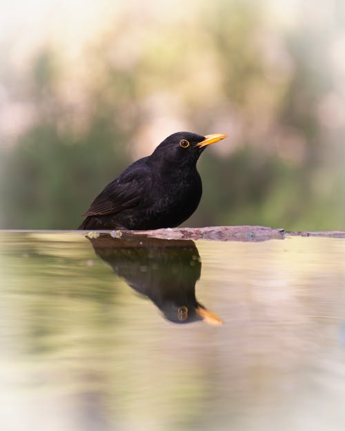 A black bird is sitting on the edge of a pond