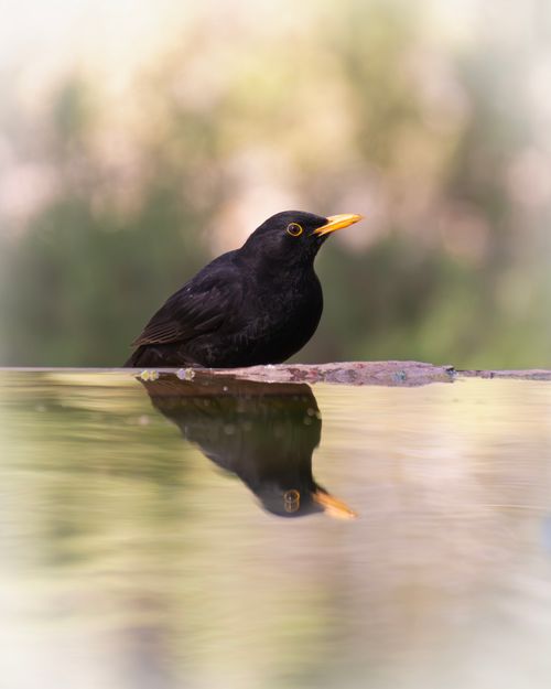 Free A blackbird perched by a reflective water surface showcasing nature's tranquility. Stock Photo