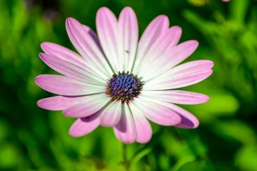 Eine pinke Blume 