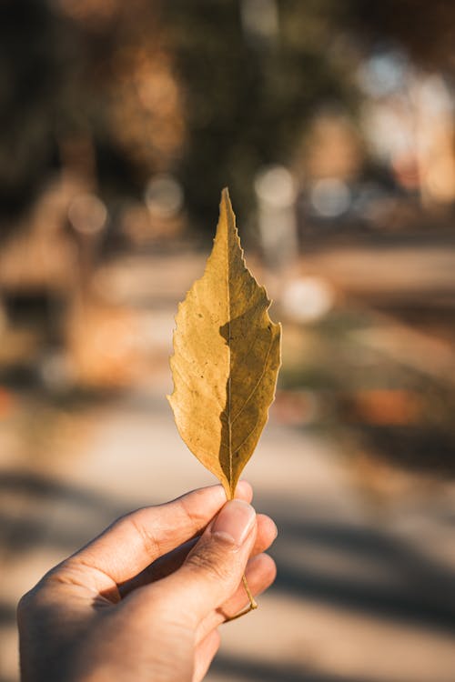 Woman Hand Holding Autumn Leaf