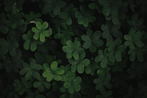 A close up of green leaves on a black background