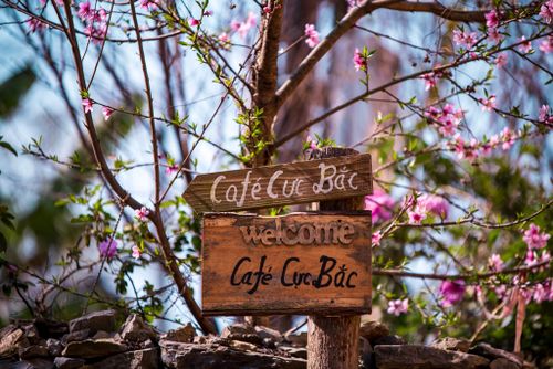 Free Wooden sign at Cafe Cuc Bac amidst pink blossoms in Vietnam, symbolizing spring charm. Stock Photo