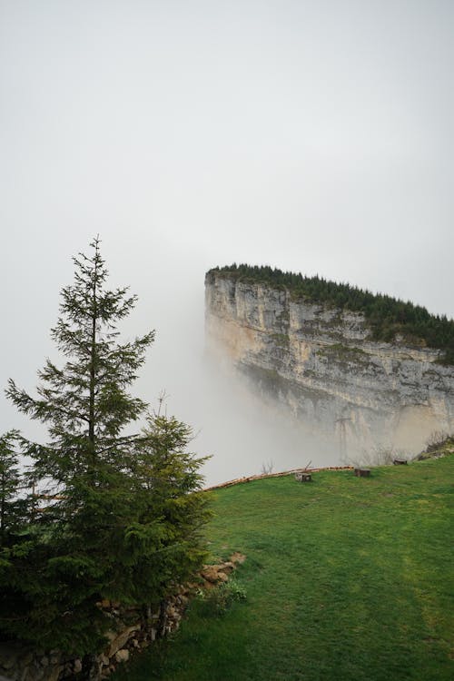 Foto profissional grátis de abismo, árvore, campina