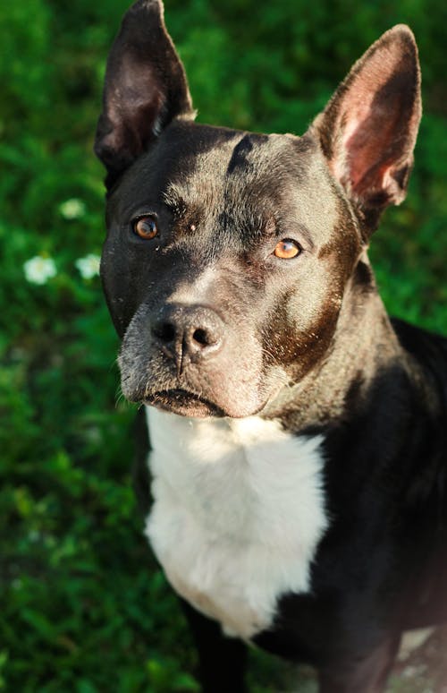 Ingyenes stockfotó állatfotók, am személyzet, amerikai staffordshire-terrier témában