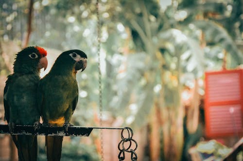 Gratis lagerfoto af dyreliv, fugle, papegøje