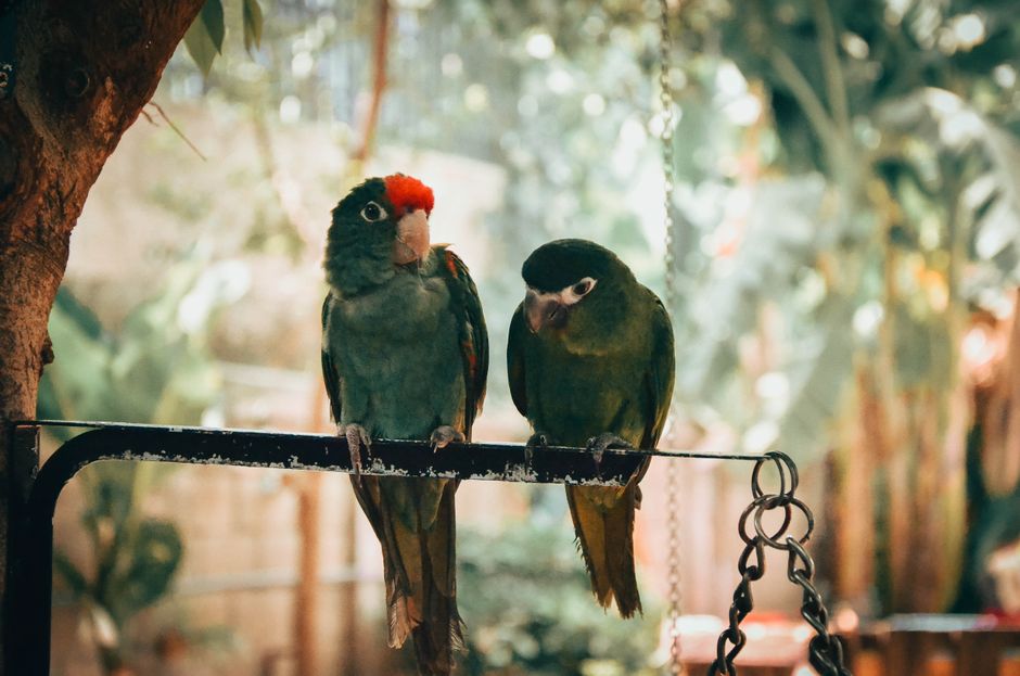 Two vibrant parrots perched on a branch in a lush Vietnamese setting, showcasing natural beauty.
