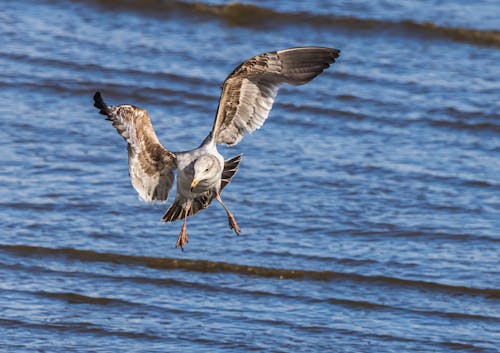 传播翅膀, 動物攝影, 海 的 免费素材图片