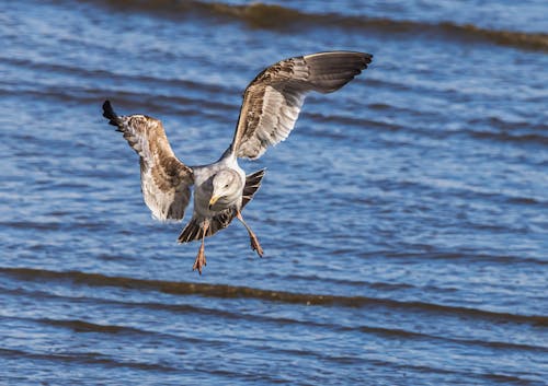 A seagull flying over the water with its wings spread