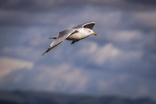A seagull flying over a cloudy sky