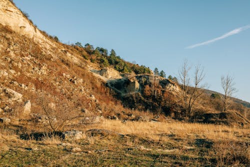 A grassy hill with a rock and some trees