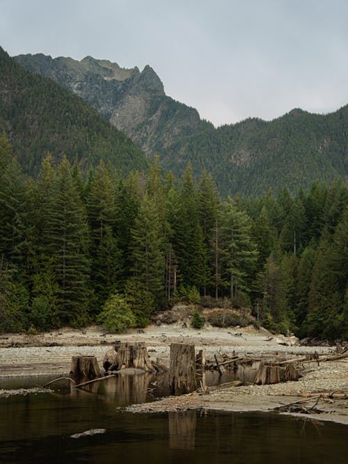 A river with logs and trees in the background