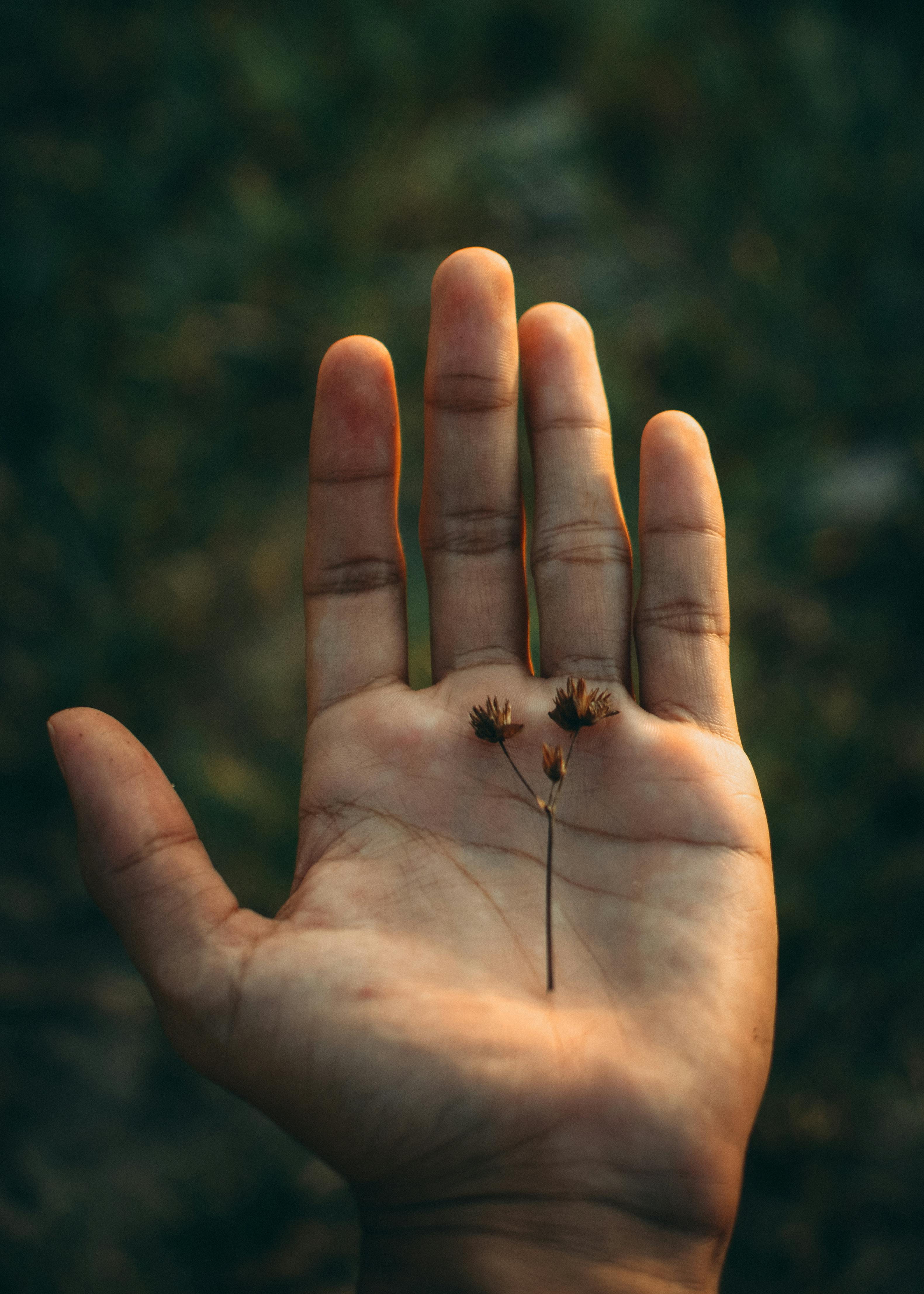 Person's Hands · Free Stock Photo - 3162 x 4427 jpeg 2110kB
