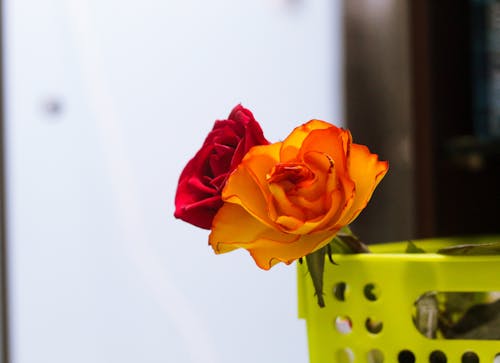 Immagine gratuita di fiori di rosa, rosa gialla, Rosa rossa