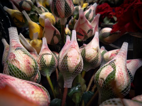 Immagine gratuita di fiore che sboccia, mazzo di fiori, piccoli fiori