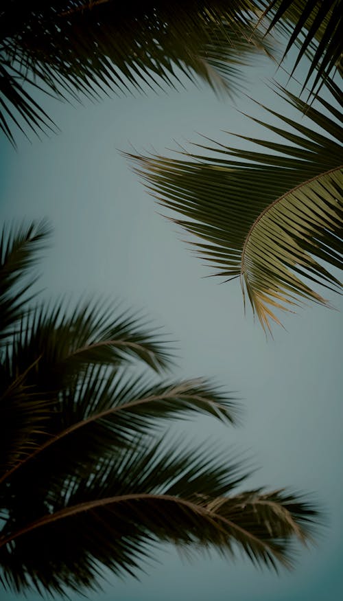 Green palm tree under blue sky during daytime