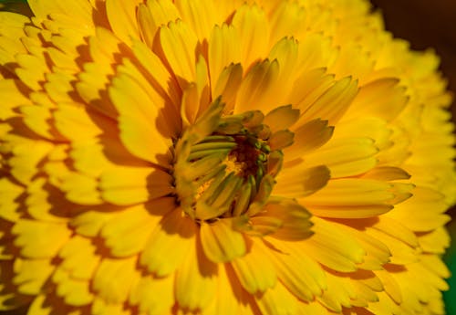 ayçiçeği arka plan, bahar, Bahçe içeren Ücretsiz stok fotoğraf