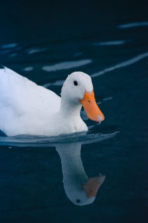 A white duck with orange beak swimming in water