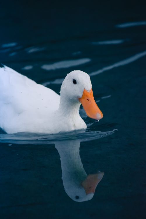 Free A serene image of a white duck gracefully swimming on a calm lake surface. Stock Photo
