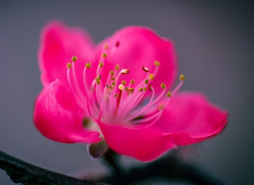 Бесплатное стоковое фото с Азия, ботаника, весна