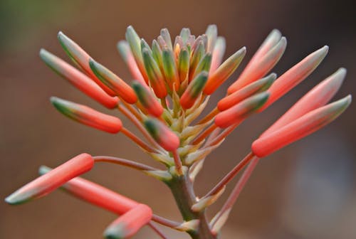Aloe Vera, bitki, canlı içeren Ücretsiz stok fotoğraf
