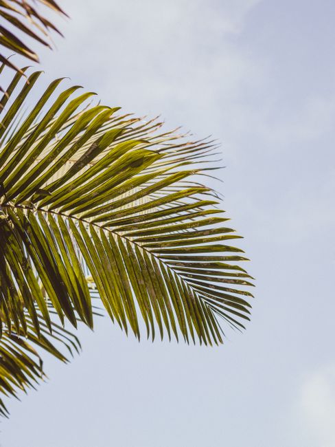 Close-up of a tropical palm leaf with a clear blue sky background, capturing the essence of nature.