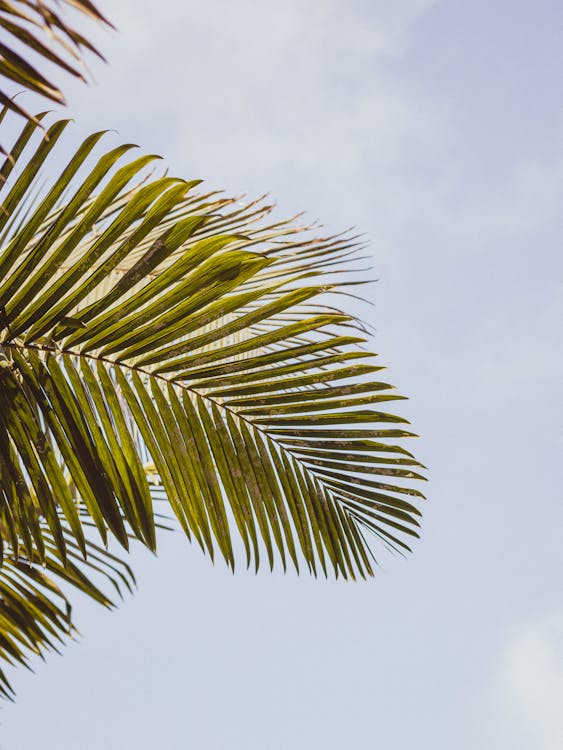 Green Palm Tree Leaf