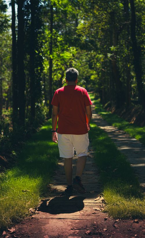 Free Adult male walking on a sunny forest trail, surrounded by lush greenery. Stock Photo