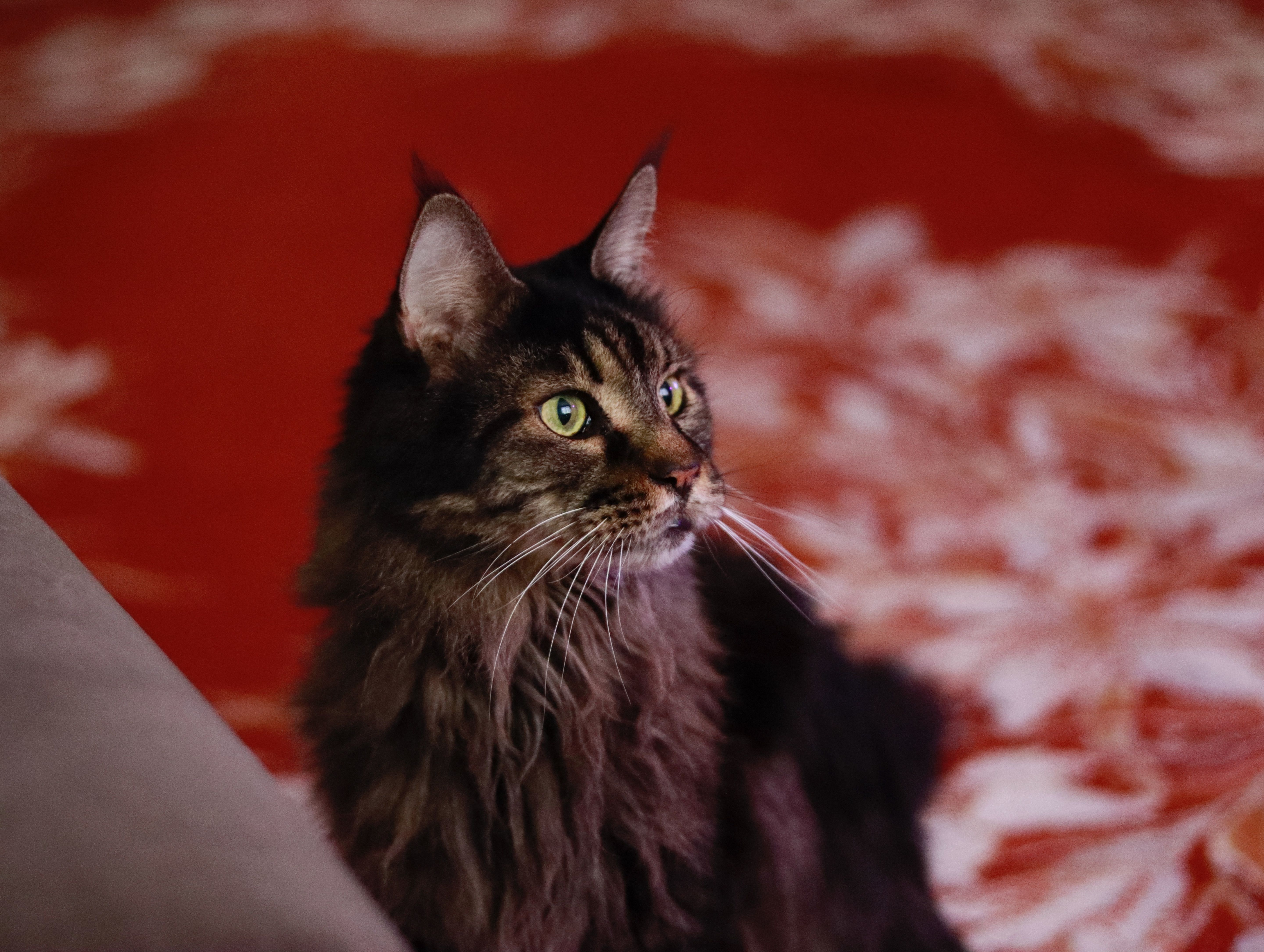 Adorable Maine Coon kitten in Montreal