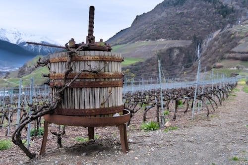 A vineyard with a large wooden barrel in the middle