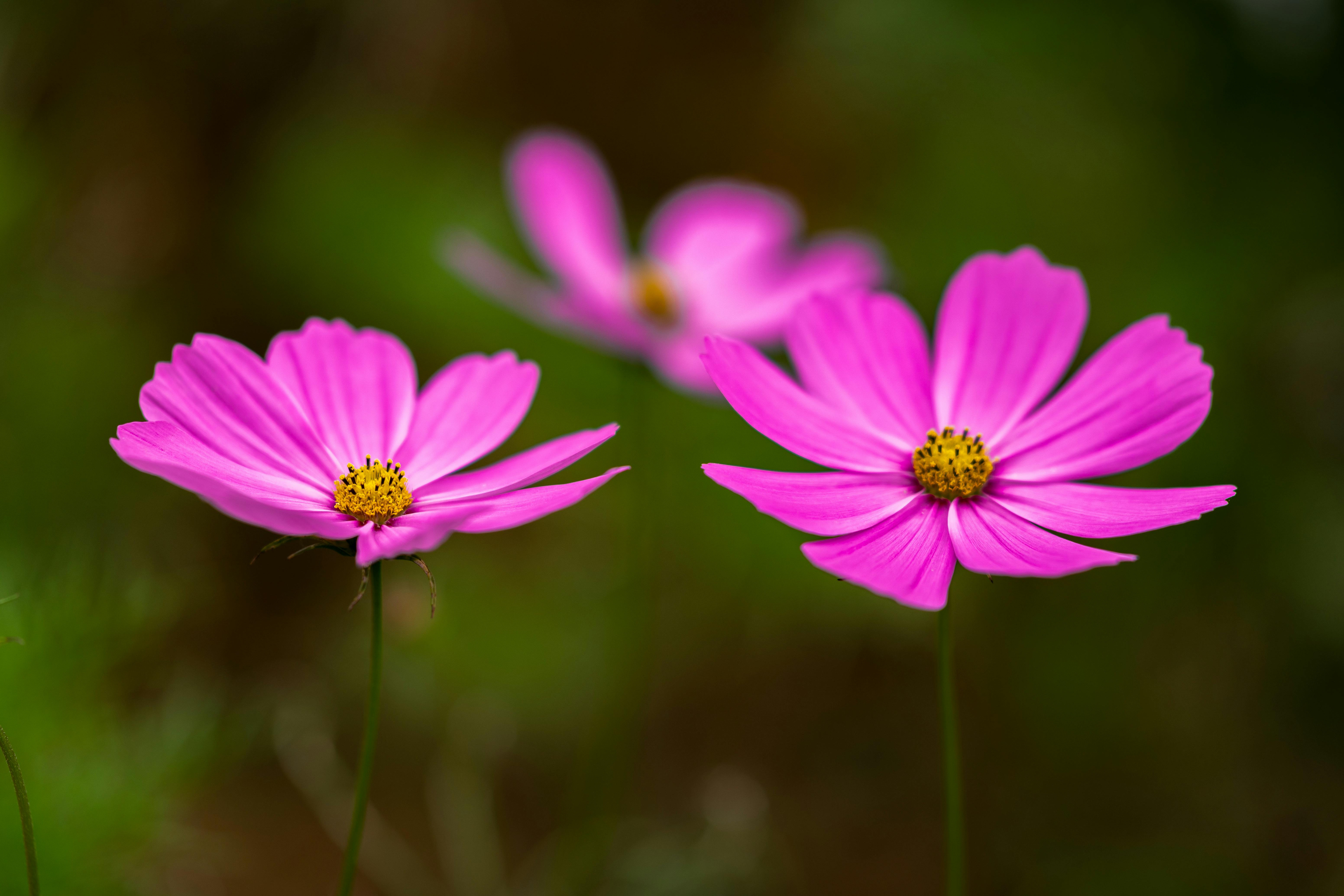 pink flowers in a garden