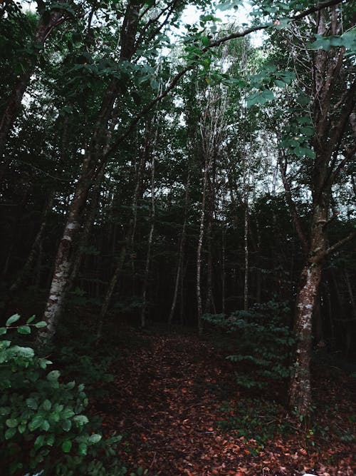 Základová fotografie zdarma na téma bujný, dřevěný, dřevo