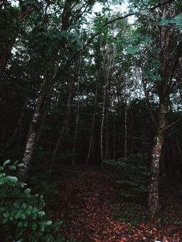 A tranquil forest path surrounded by dense trees, capturing the essence of nature and serenity.