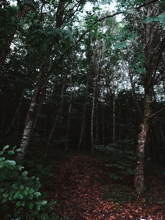 Immagine gratuita di alberi, arbusti, flora