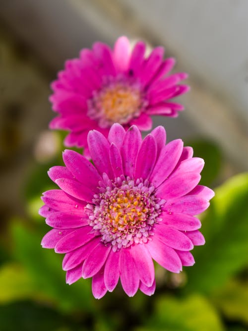 Pink Chrysanthemum Flowers in Garden 