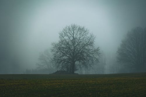 Imagine de stoc gratuită din backlit, câmp, ceață