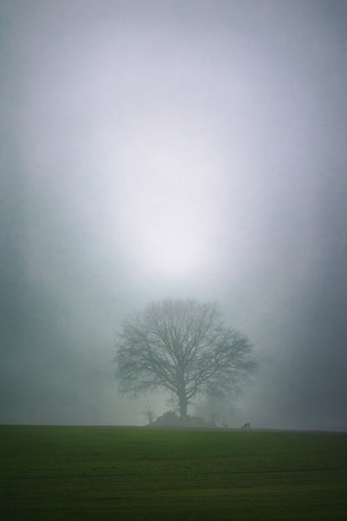 Immagine gratuita di albero singolo, campo, cielo grigio