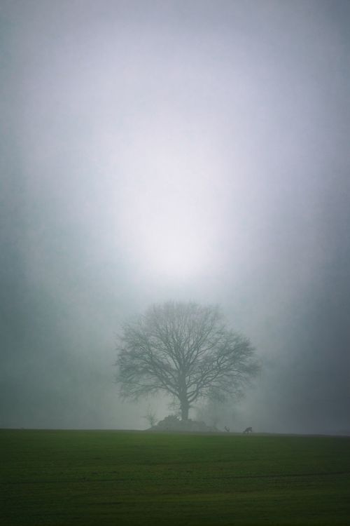 Free A solitary tree stands in a foggy meadow, creating a serene, atmospheric scene. Stock Photo