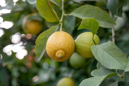 Lemon tree with yellow fruit
