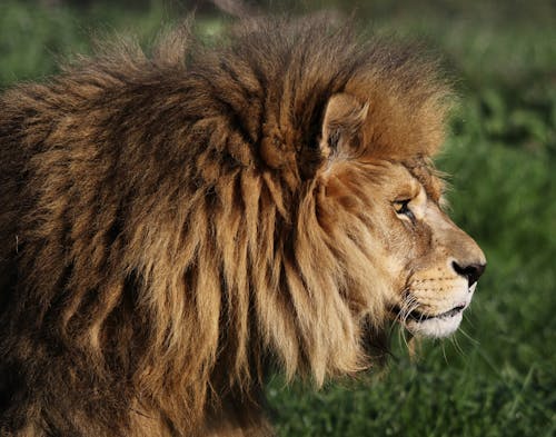 Immagine gratuita di fotografia di animali, fotografia naturalistica, leone