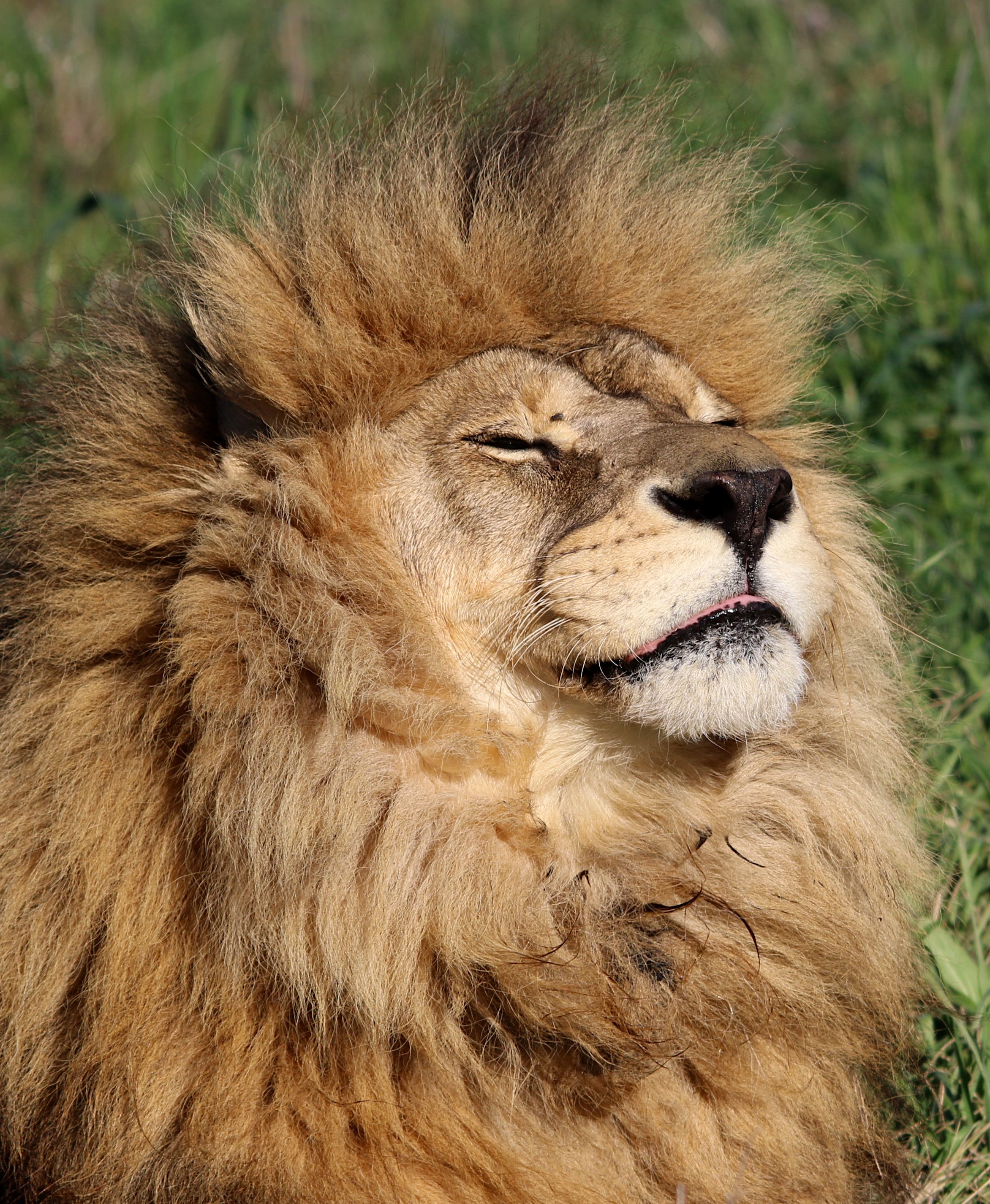A lion is laying down in the grass with his eyes closed · Free Stock Photo