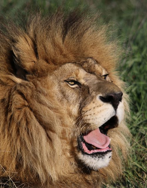 Free Close-up portrait of a lion with its mouth open, showcasing its mane. Stock Photo