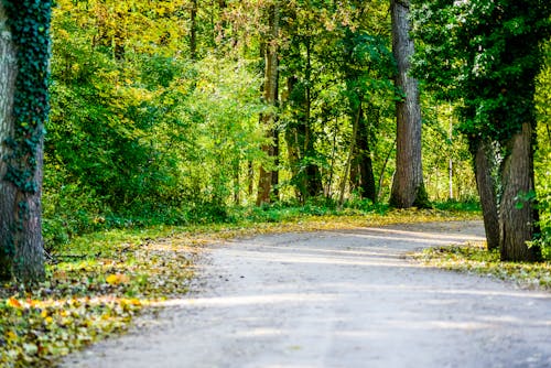 Kostenloses Stock Foto zu außerorts, bäume, feldweg