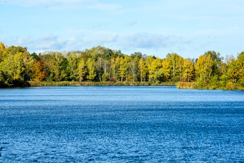 Foto profissional grátis de árvores, beira do lago, floresta