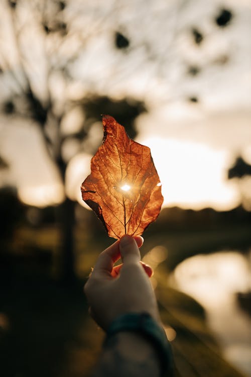 A person holding a leaf in front of a sunset