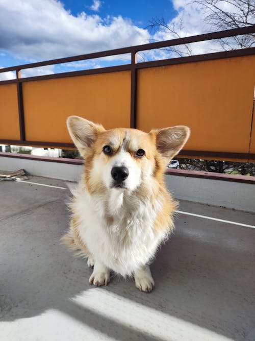 pembroke 웨일스 어 corgi, 개, 동물 사진의 무료 스톡 사진