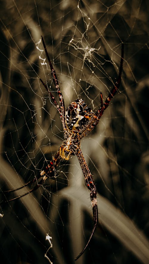 Foto profissional grátis de aranha, foco seletivo, fotografia animal