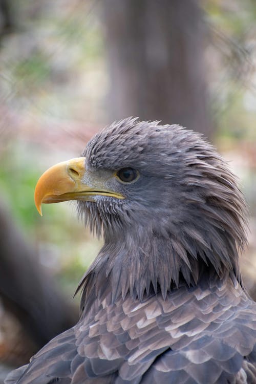A close up of a bald eagle's head