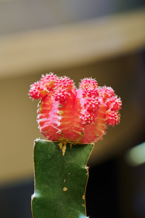 Free Close-up of a vibrant pink moon cactus against a soft blurred background, showcasing its unique texture and colors. Stock Photo